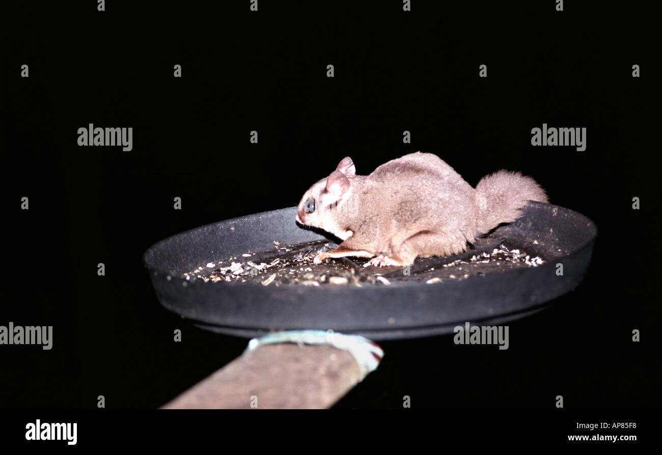 Australian Sugar Glider Stock Photo Alamy