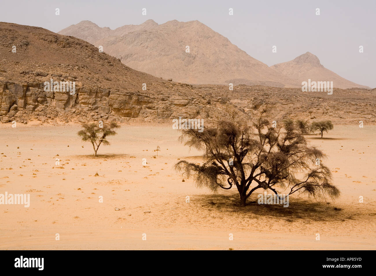 View across Karkhur Talh with acacia trees, Uweinat, Egypt Stock Photo