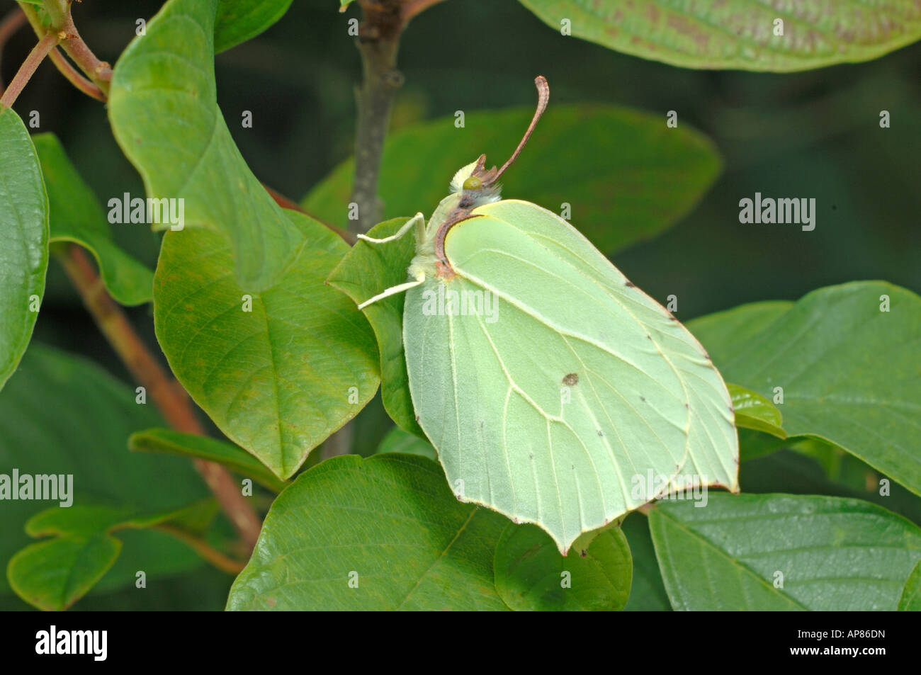 Brimstone Butterfly (Gonepteryx rhamni), female on leaf Stock Photo