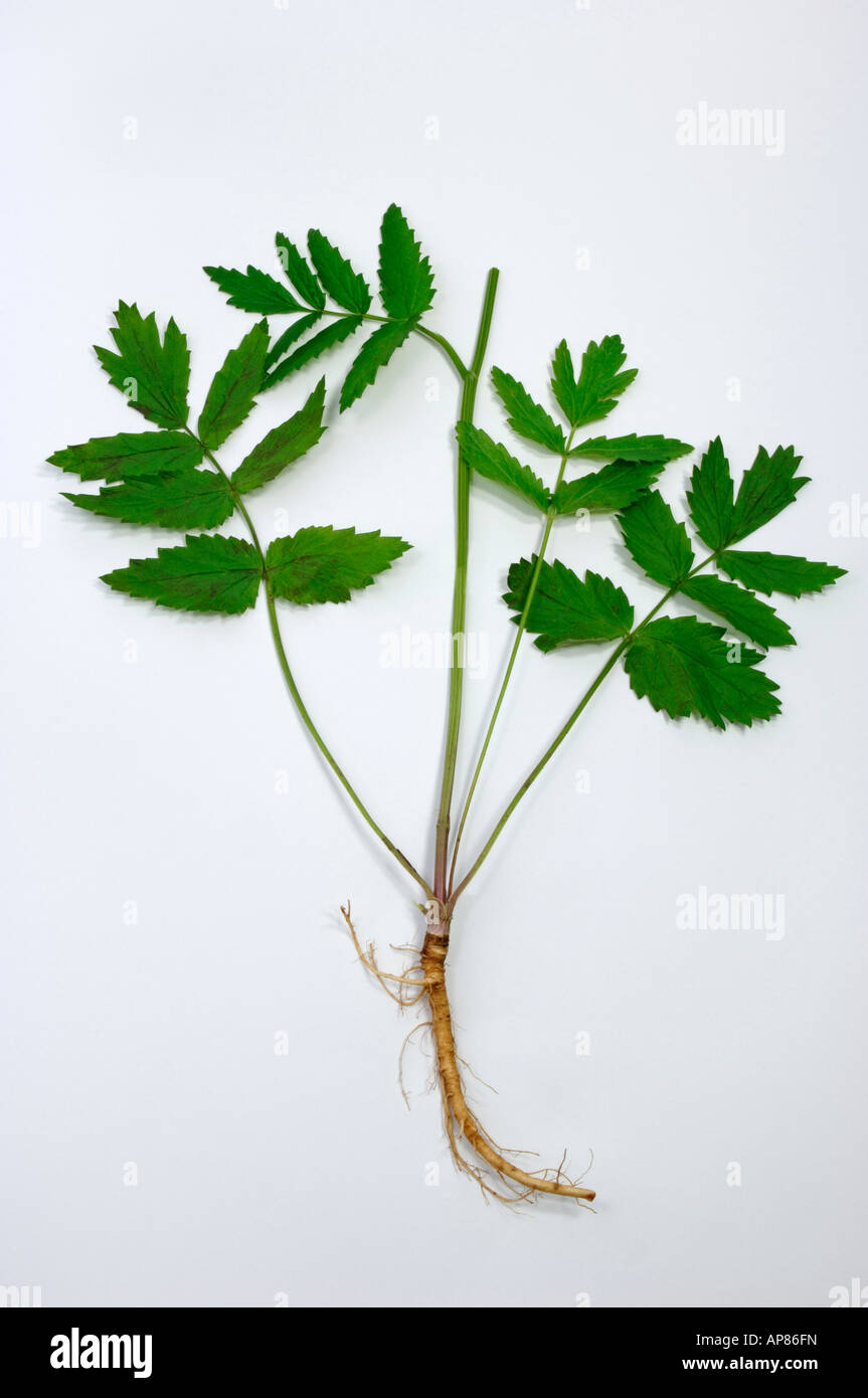 Aniseed (Pimpinella major) plant with roots and leaves studio picture Stock Photo