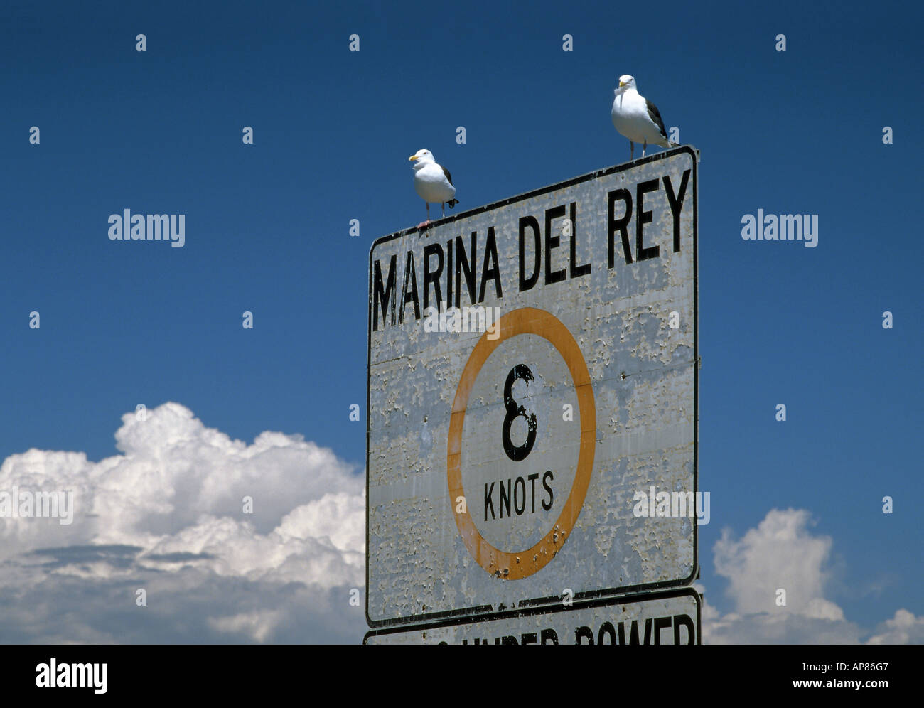 Two sassy gulls taking a rest on top of speed limit sign at entrance of main channel in Marina del Rey, Southern California Stock Photo