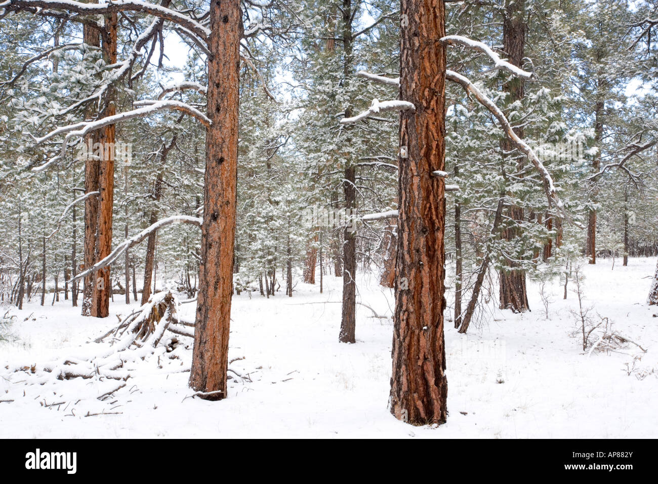 Ponderosa pine Pinus ponderosa var scopulorum forest in snow Grand Canyon National Park in winter South Rim Arizona USA Stock Photo