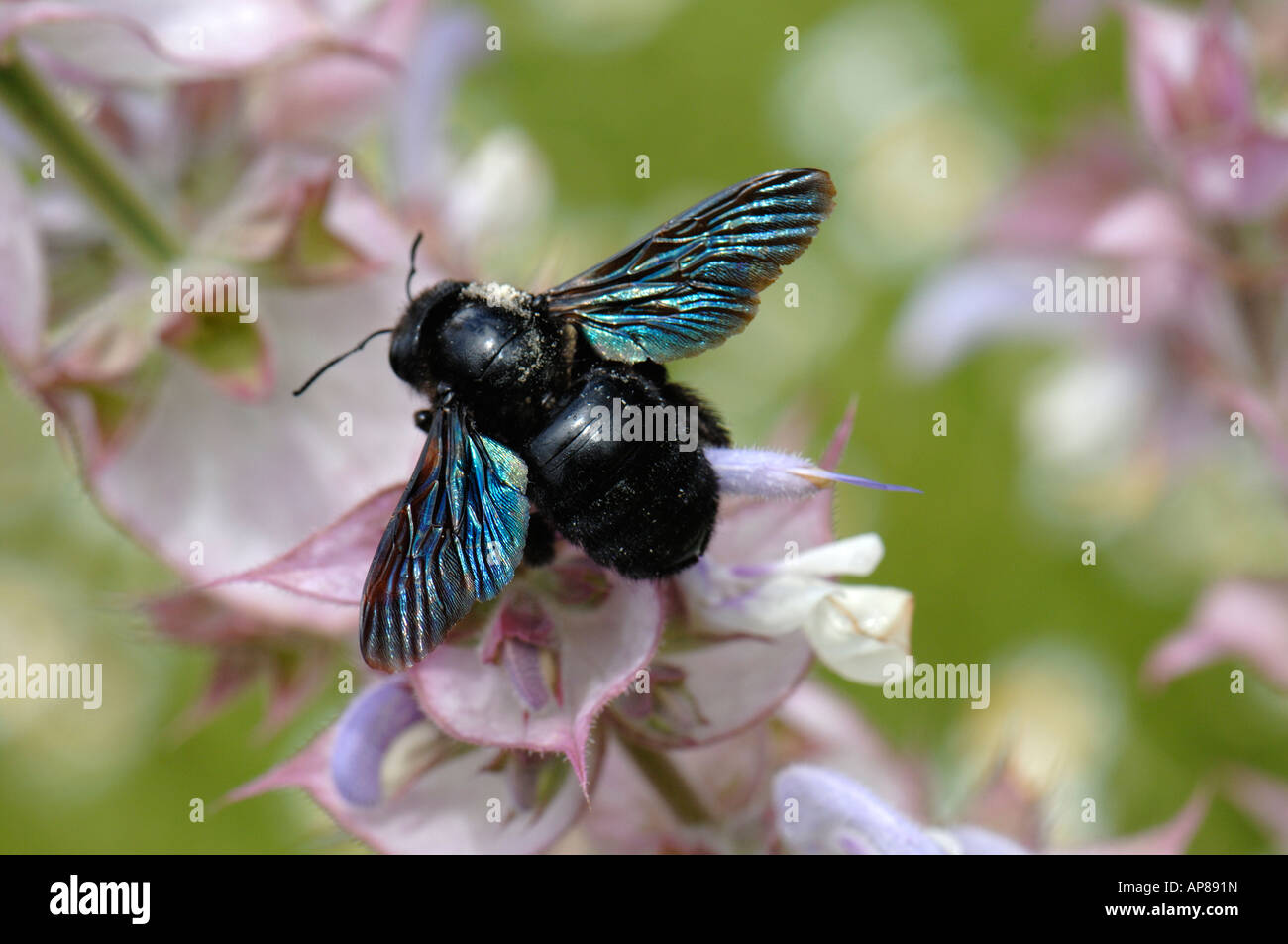 European Carpenter Bee (Xylocopa violacea) pollinating True Clary flower Stock Photo