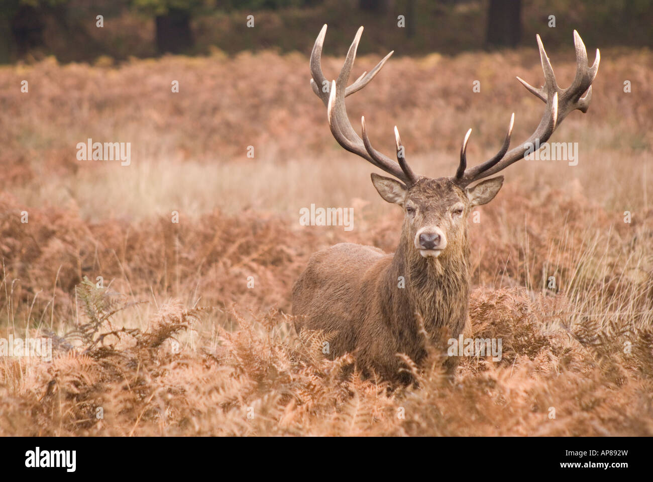 Stag Stock Photo