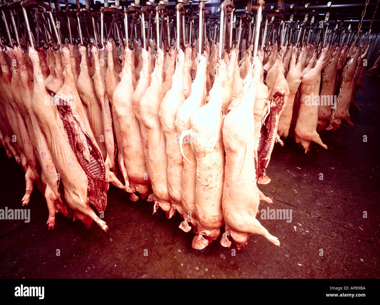 Skinned pigs hanging in slaughterhouse Stock Photo