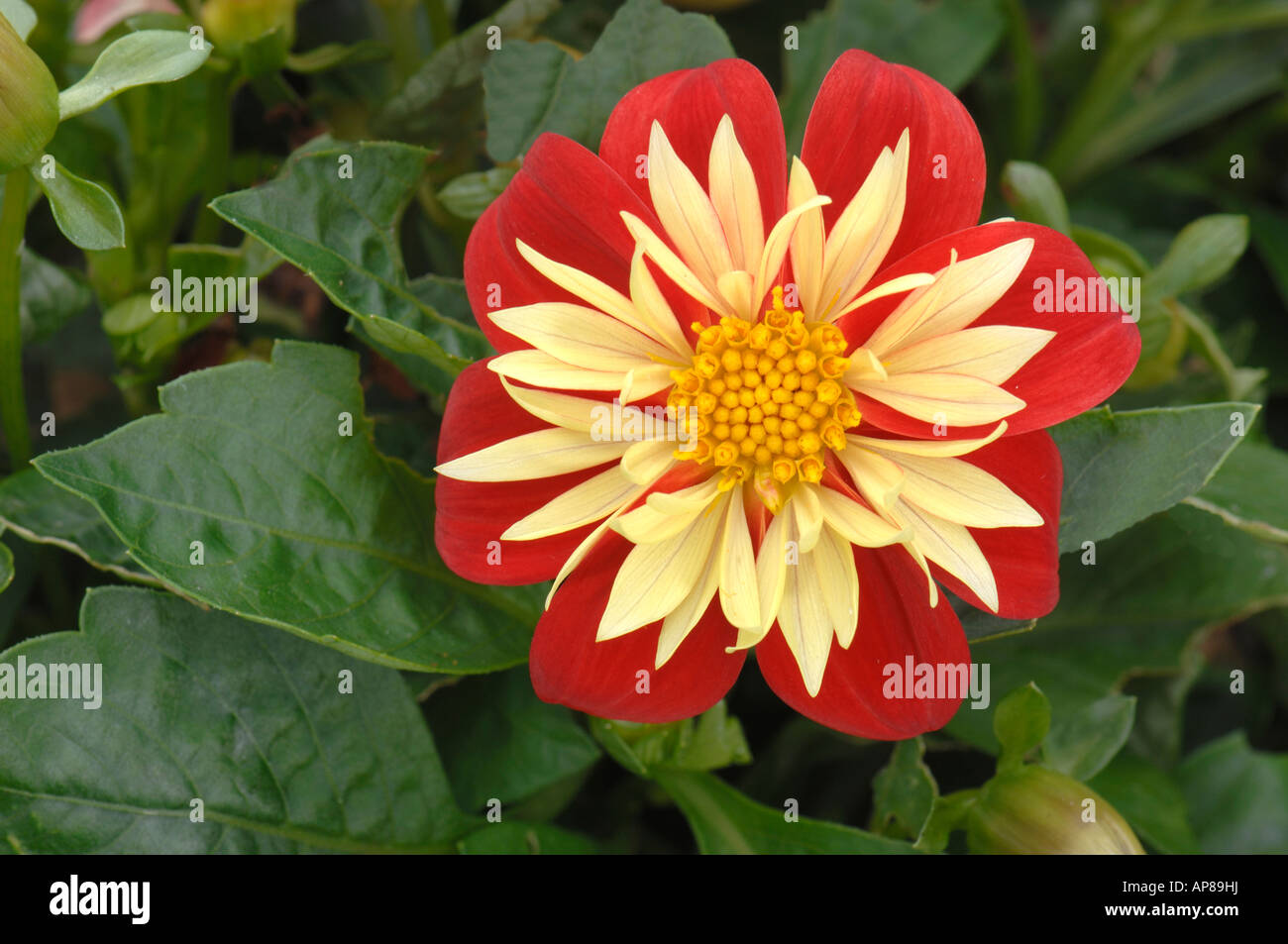 Dahlia (Dahlia hybrid), variety Goldalia Scarlet, flower Stock Photo