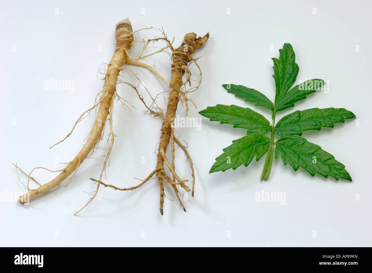 Aniseed (Pimpinella major) roots and leaves studio picture Stock Photo