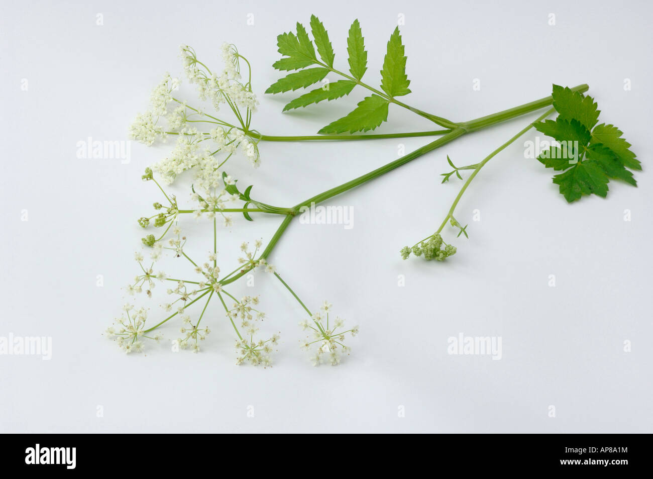 Aniseed (Pimpinella major), flowering stem, studio picture Stock Photo