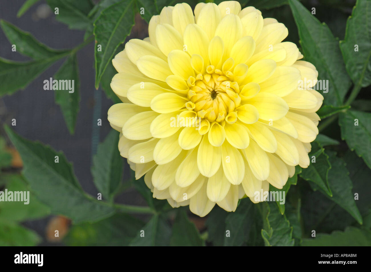 Dahlia (Dahlia hybrid), variety Melody Latin, flower Stock Photo Alamy