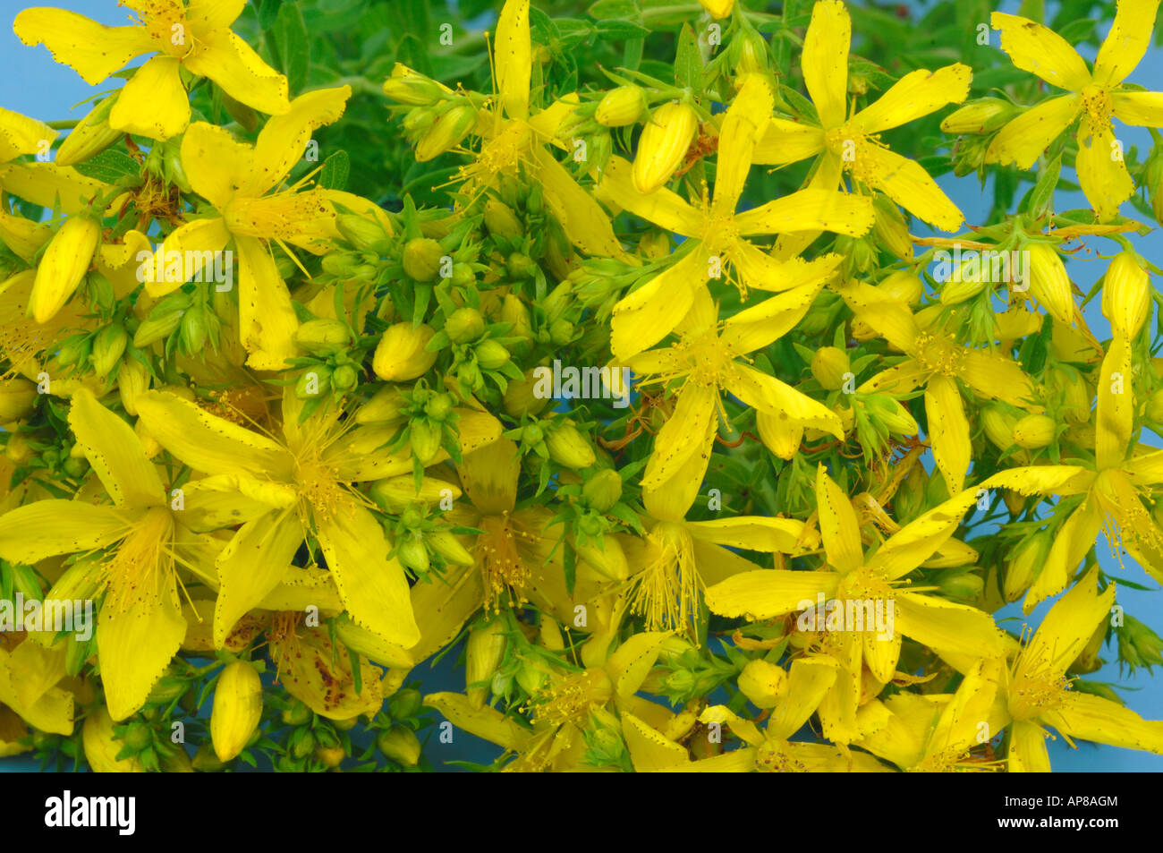 St.Johns Wort (Hypericum perforatum), flowers Stock Photo