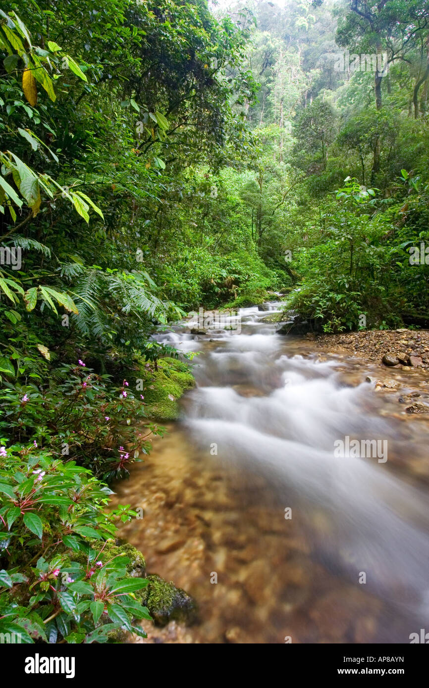 Rainforest stream in montane forest Mount Kinabalu Sabah Malaysia Stock Photo