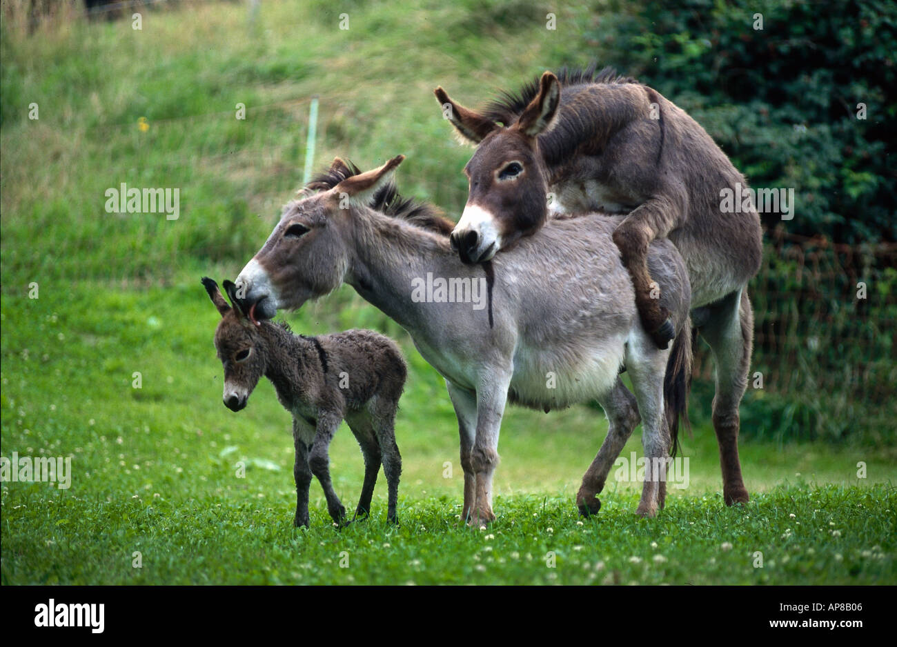 Two donkeys mating in field with foal standing beside it Stock Photo