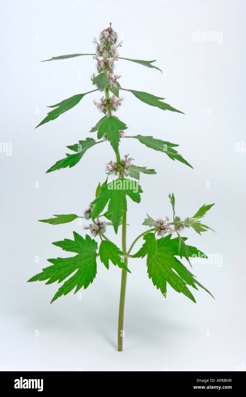 Motherwort (Leonurus cardiaca) flowering stem studio picture Stock Photo