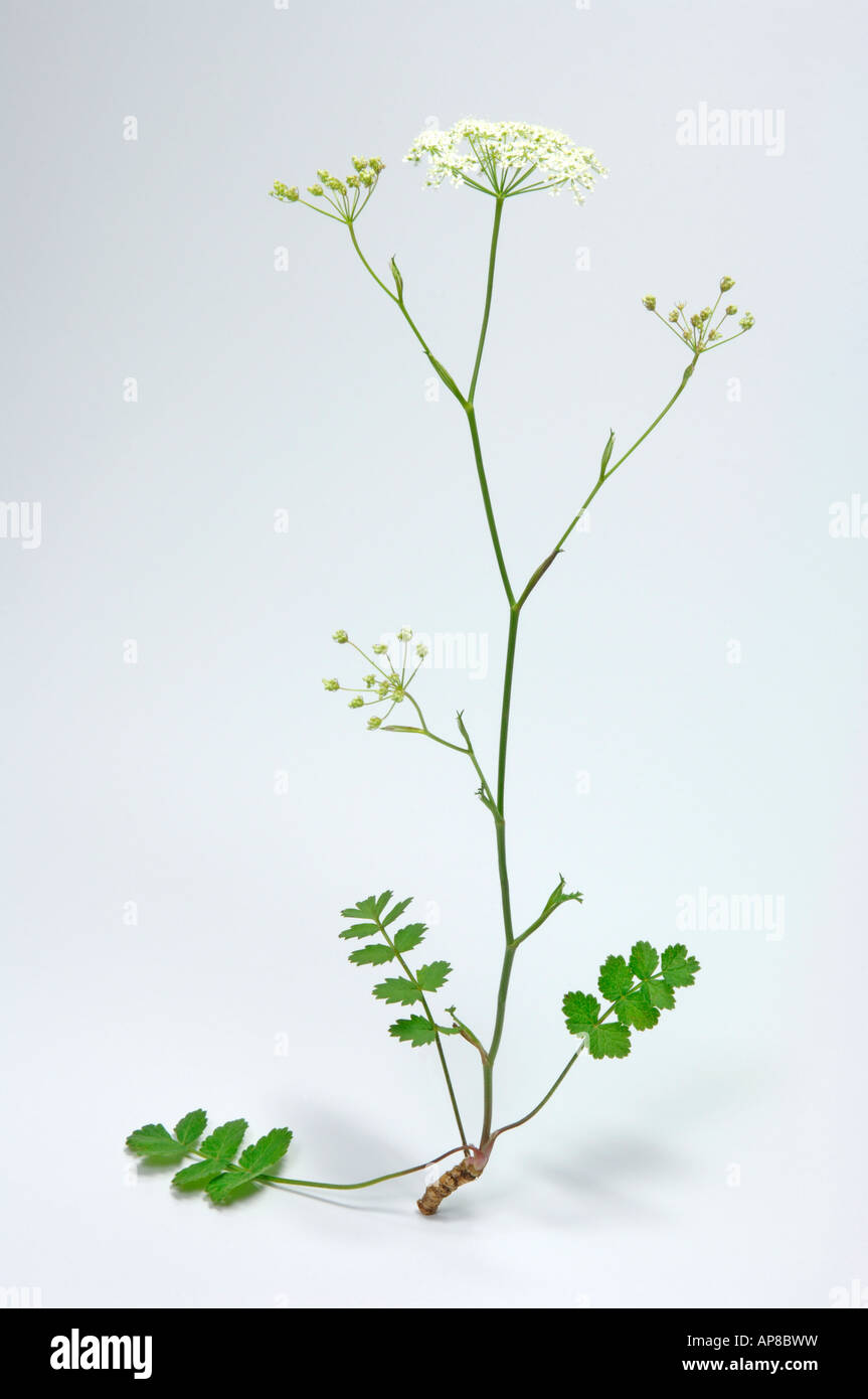 Aniseed (Pimpinella saxifraga) flowering plant studio picture Stock Photo
