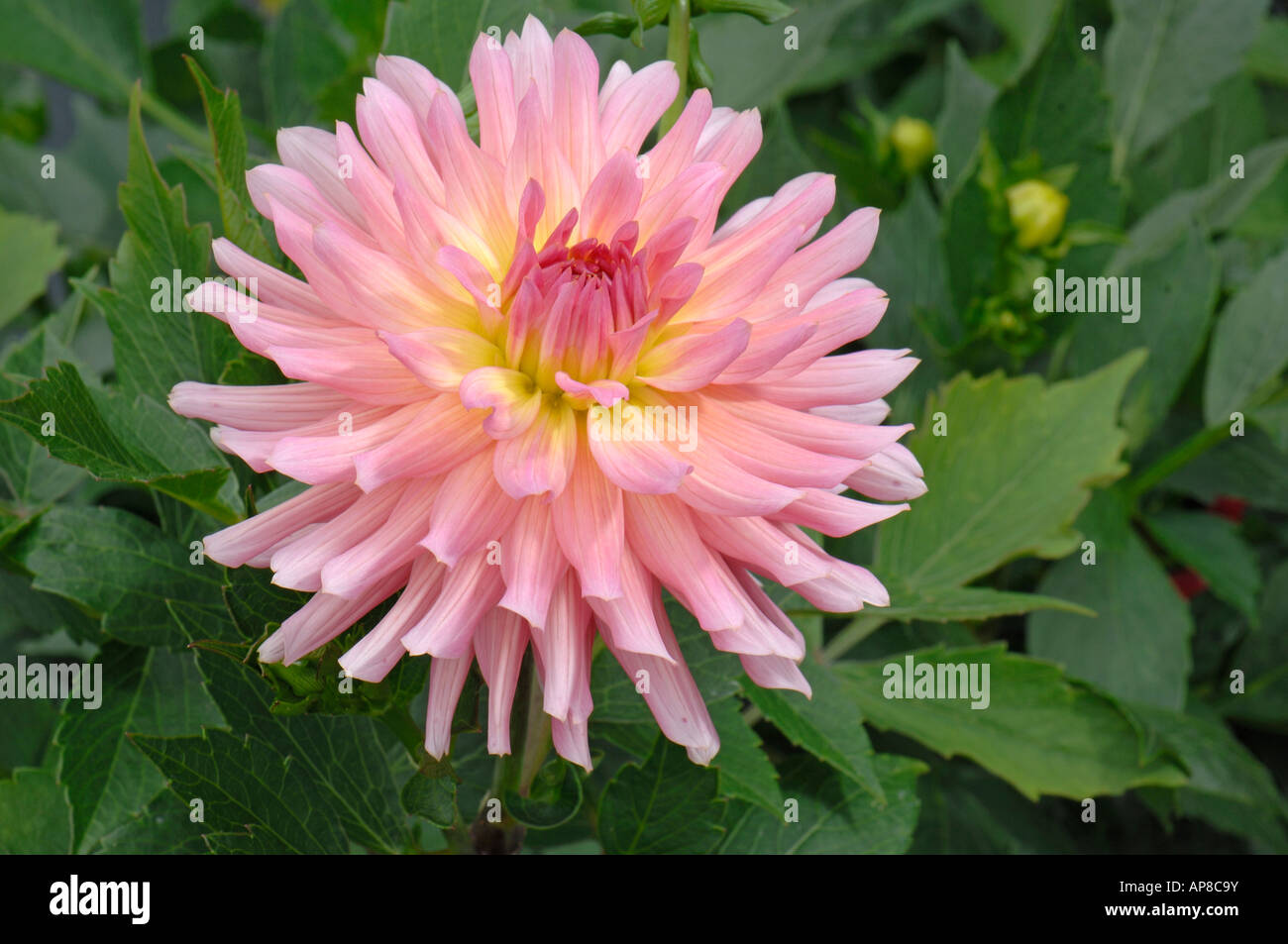 Dahlia (Dahlia hybrid), variety: Melody Dixi, flower Stock Photo