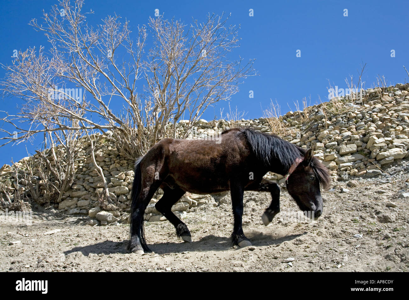 Nepali horse hires stock photography and images Alamy