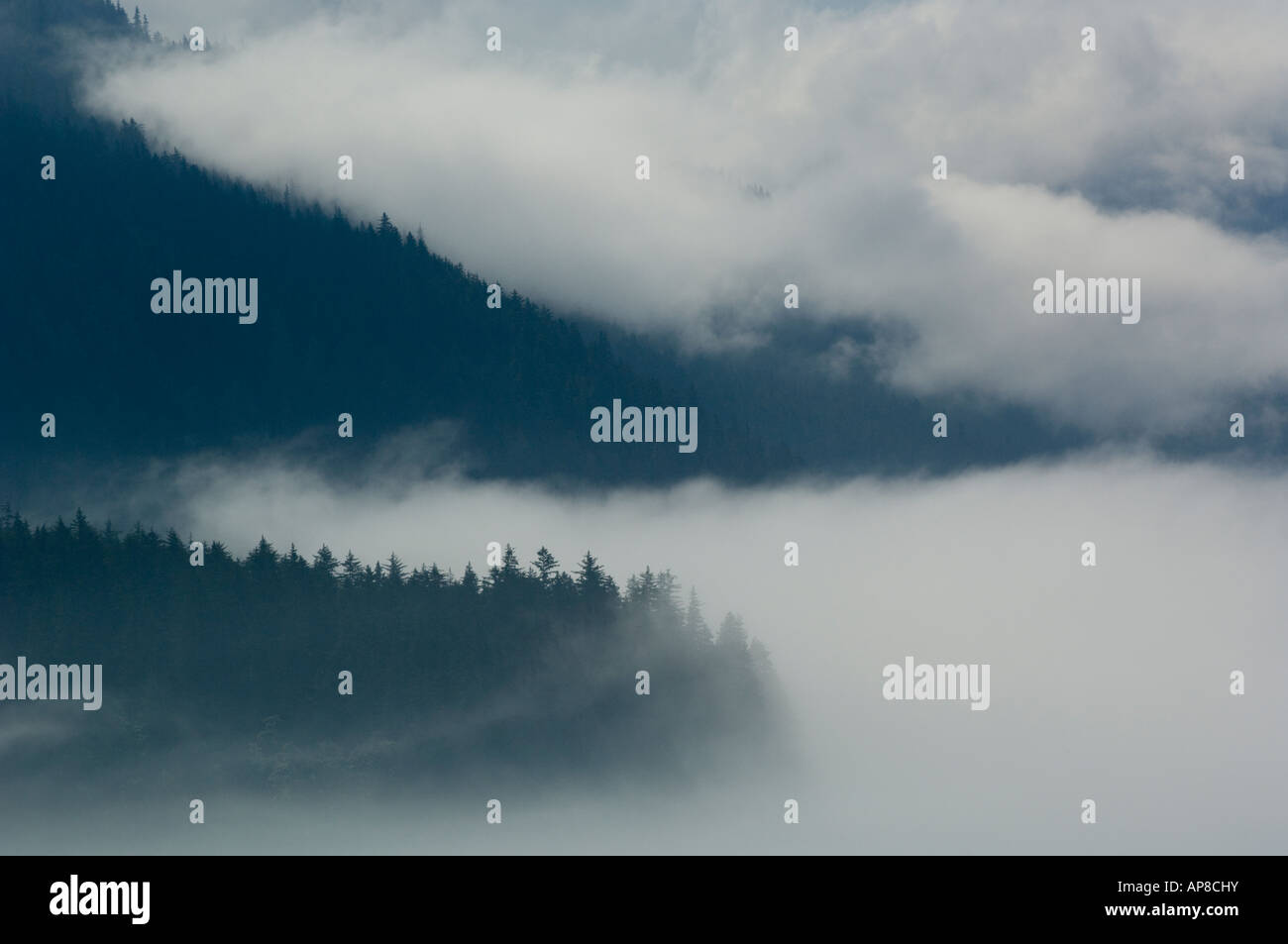 Rot Fog Rising Rising forest atmosphere hi-res stock photography and images - Alamy