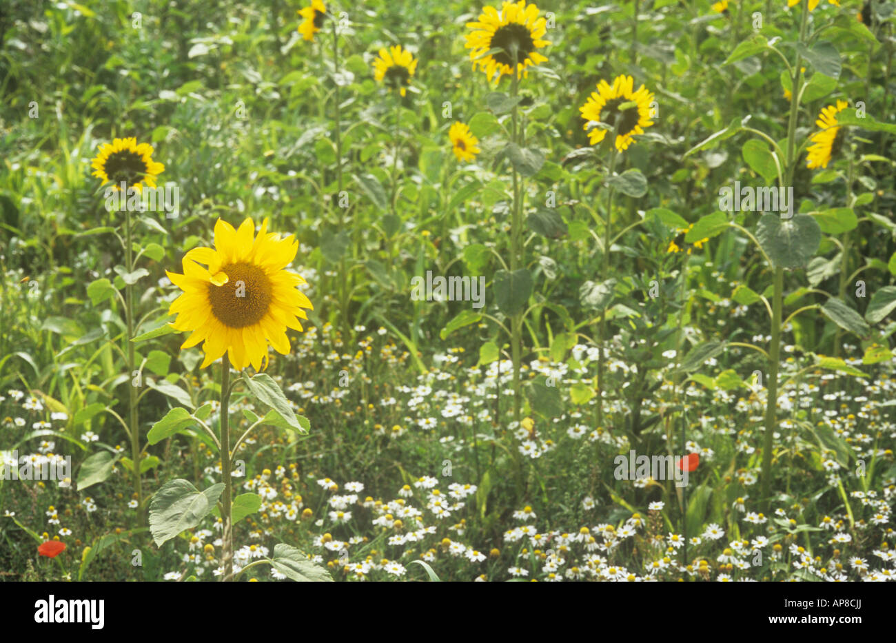 Flowers and stems of Sunflowers or Helianthus annuus growing with