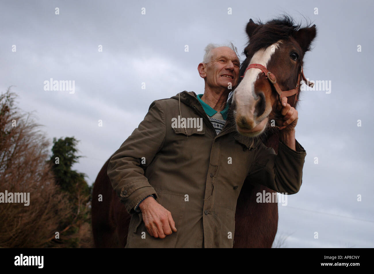An old aged traditional farmer stands with one of his working shire horses in Cornwall, UK Stock Photo