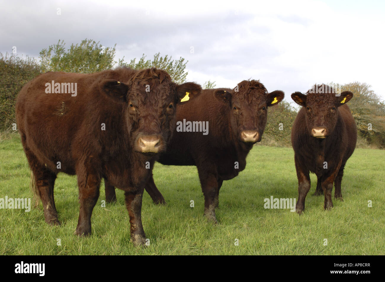 Ruby Red Cattle at Barrington Hill National Nature Reserve Wiltshire ...