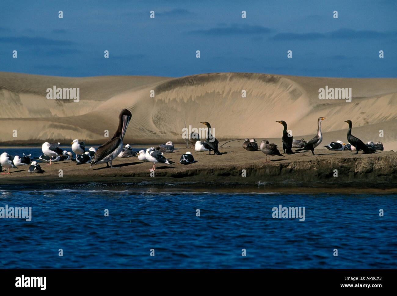 pelicans, cormorants, seagulls, seabirds, waterbirds, migratory birds, aquatic birds, wildlife, Magdalena Bay, Baja California Sur State, Mexico Stock Photo