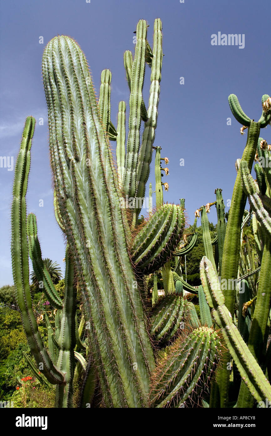 Cactus spines sharp succulent hi-res stock photography and images - Alamy