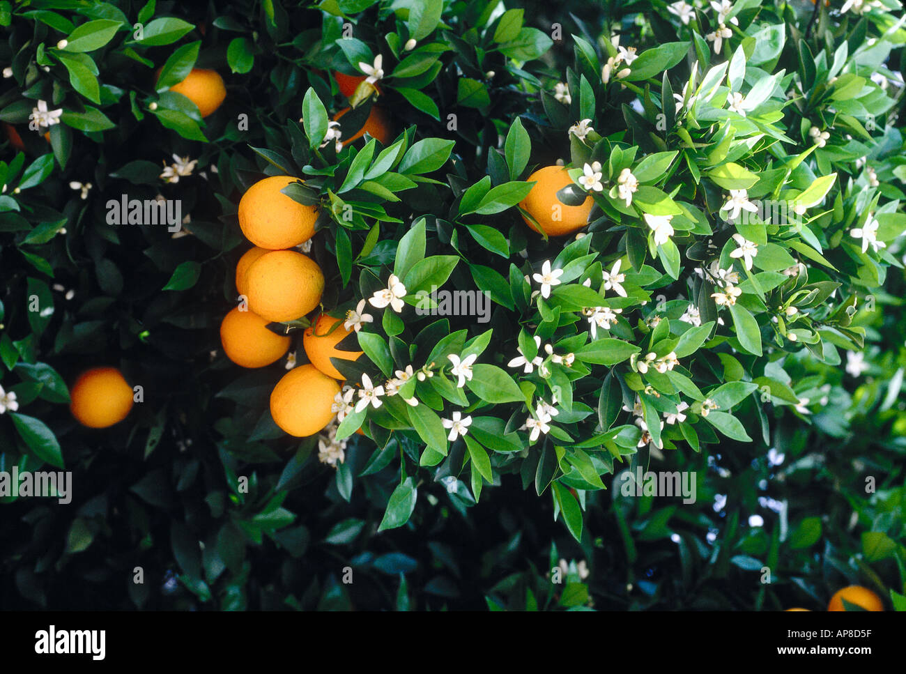 California oranges growing on tree hires stock photography and images Alamy