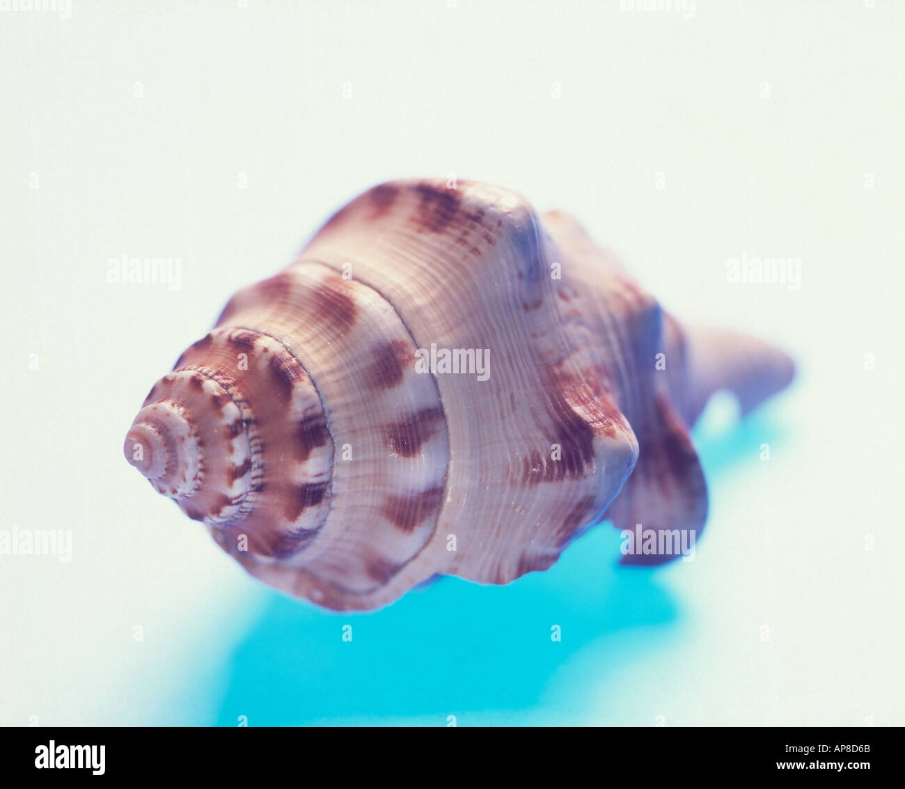 Bourbon shell hi-res stock photography and images - Alamy
