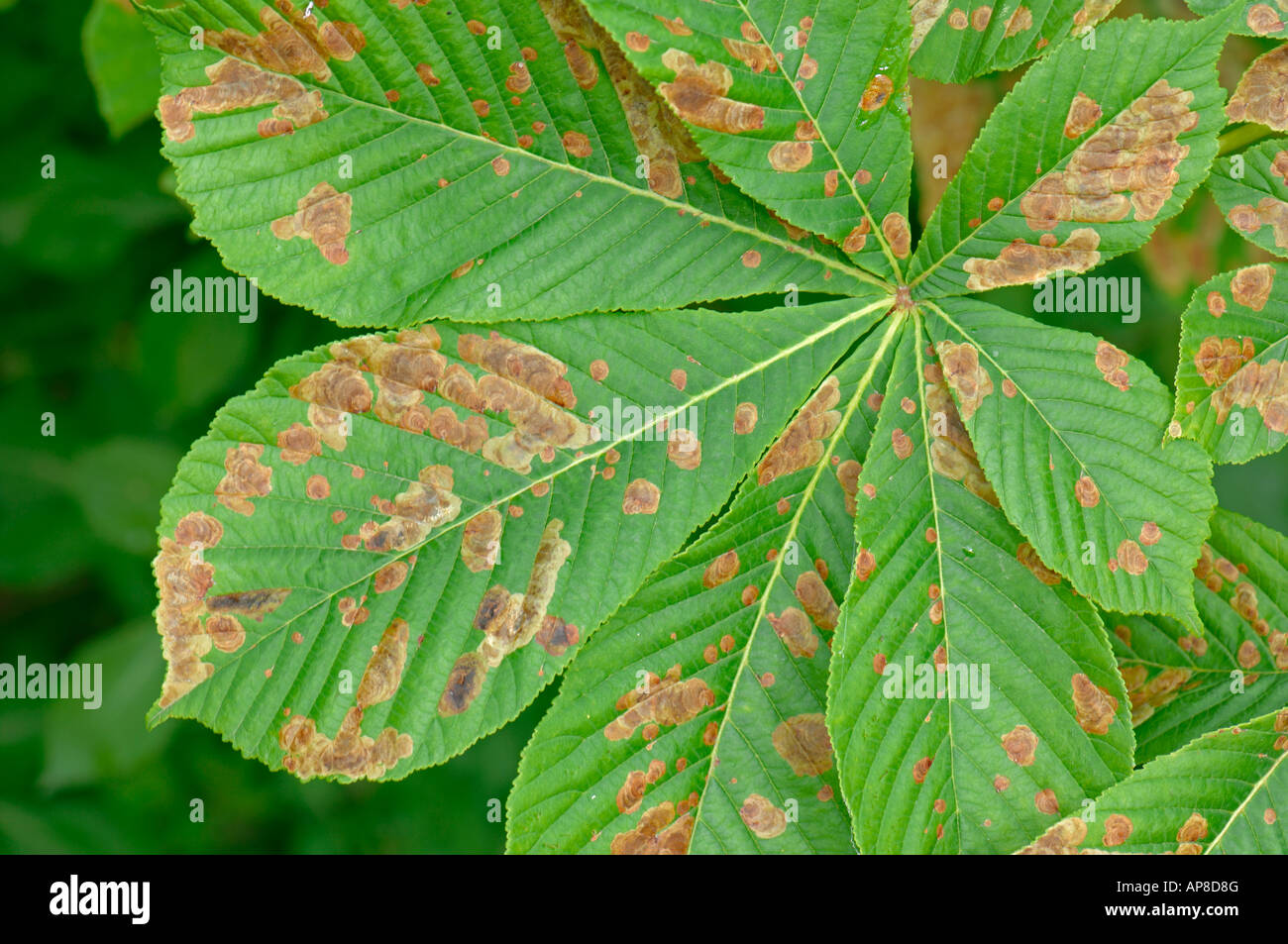 Leaf of Horse Chestnut (Aesculus hippocatsanum) being destroyed by Horse Chestnut Leafminer (Cameraria ohridella) Stock Photo