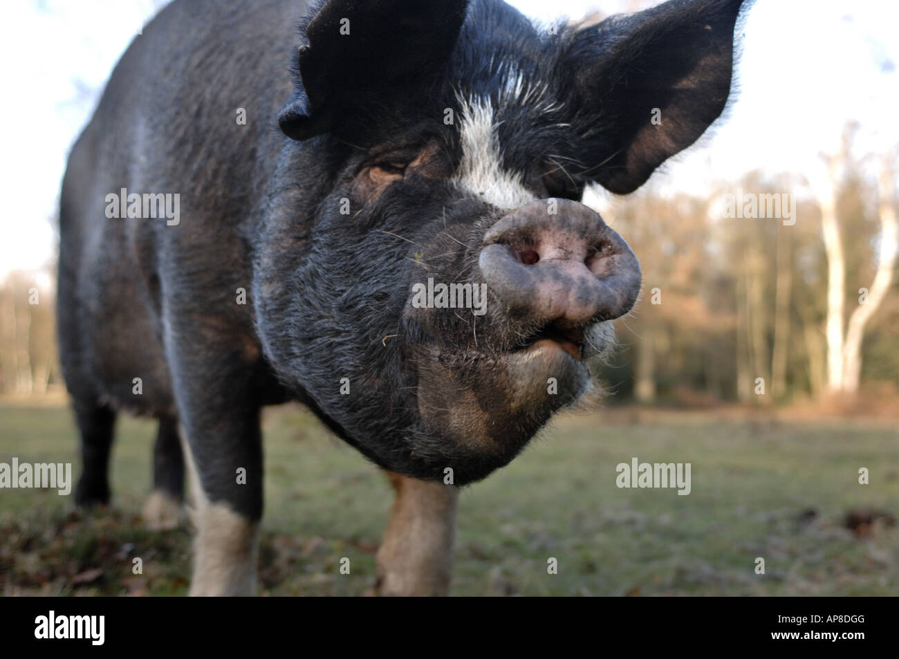 Free range pigs grazing on Burnham Beeches National Nature Reserve near Slough buckingham England Stock Photo