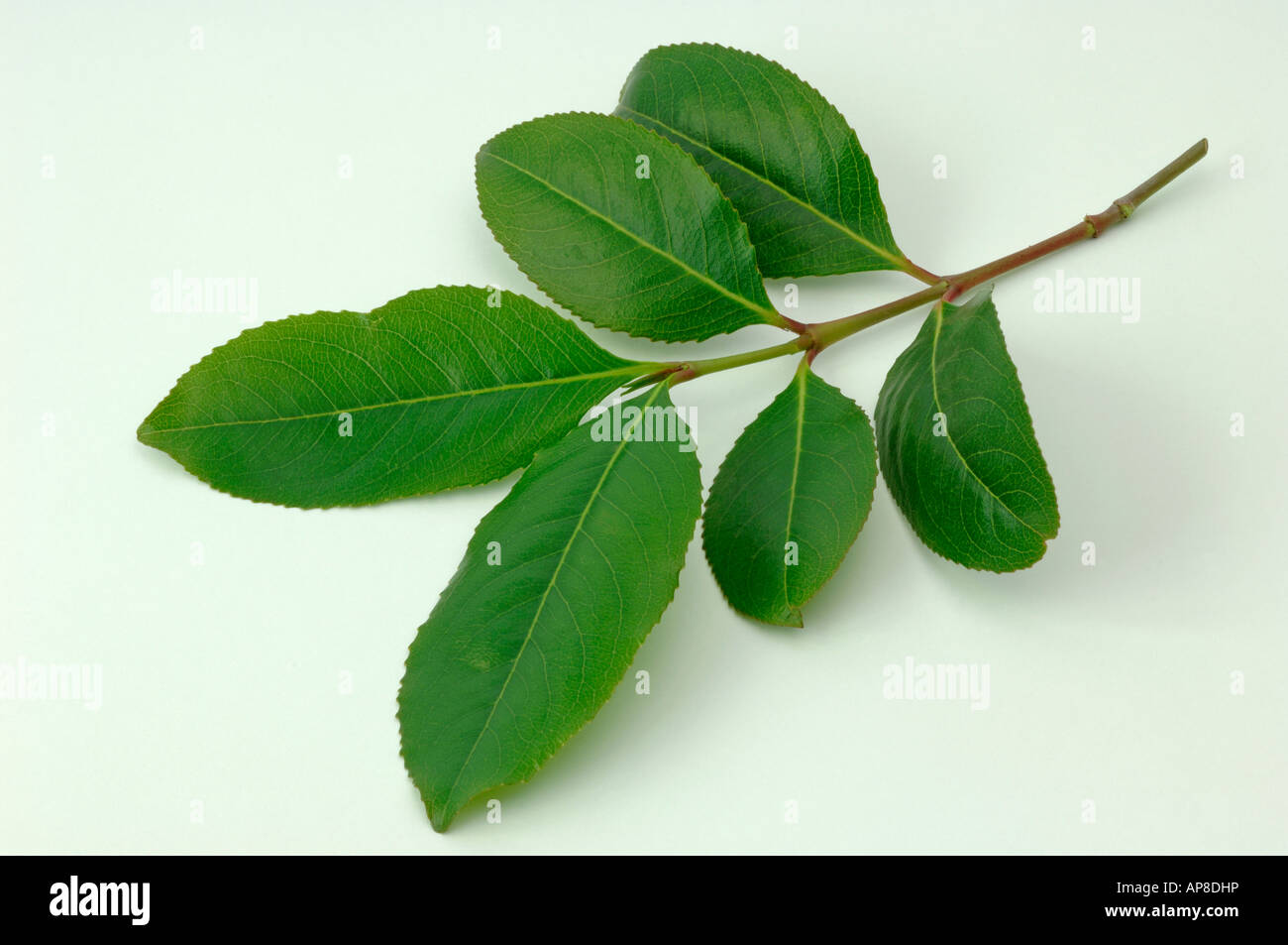 Khat Kath Tree (Catha edulis) twig with leaves studio picture Stock