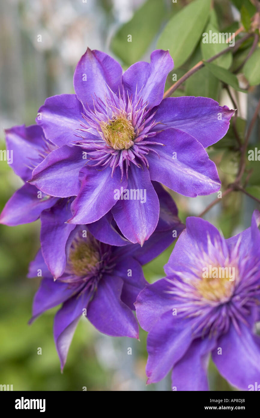 Purple Clematis Jackmanii Flower Hi res Stock Photography And Images purple-clematis-jackmanii-flower-hi-res-stock-photography-and-images