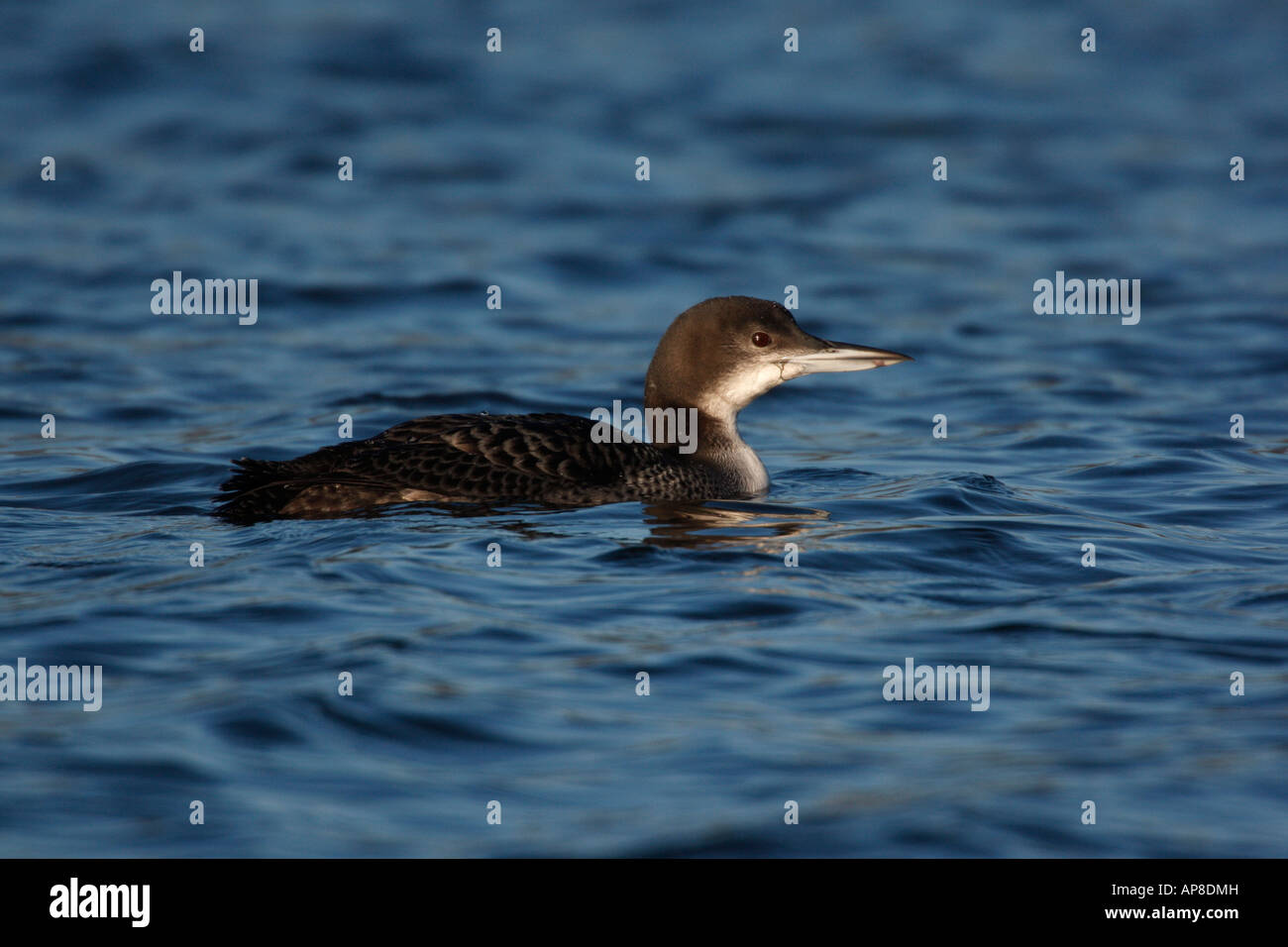 Great northern diver Gavia immer Staffordshire winter Stock Photo