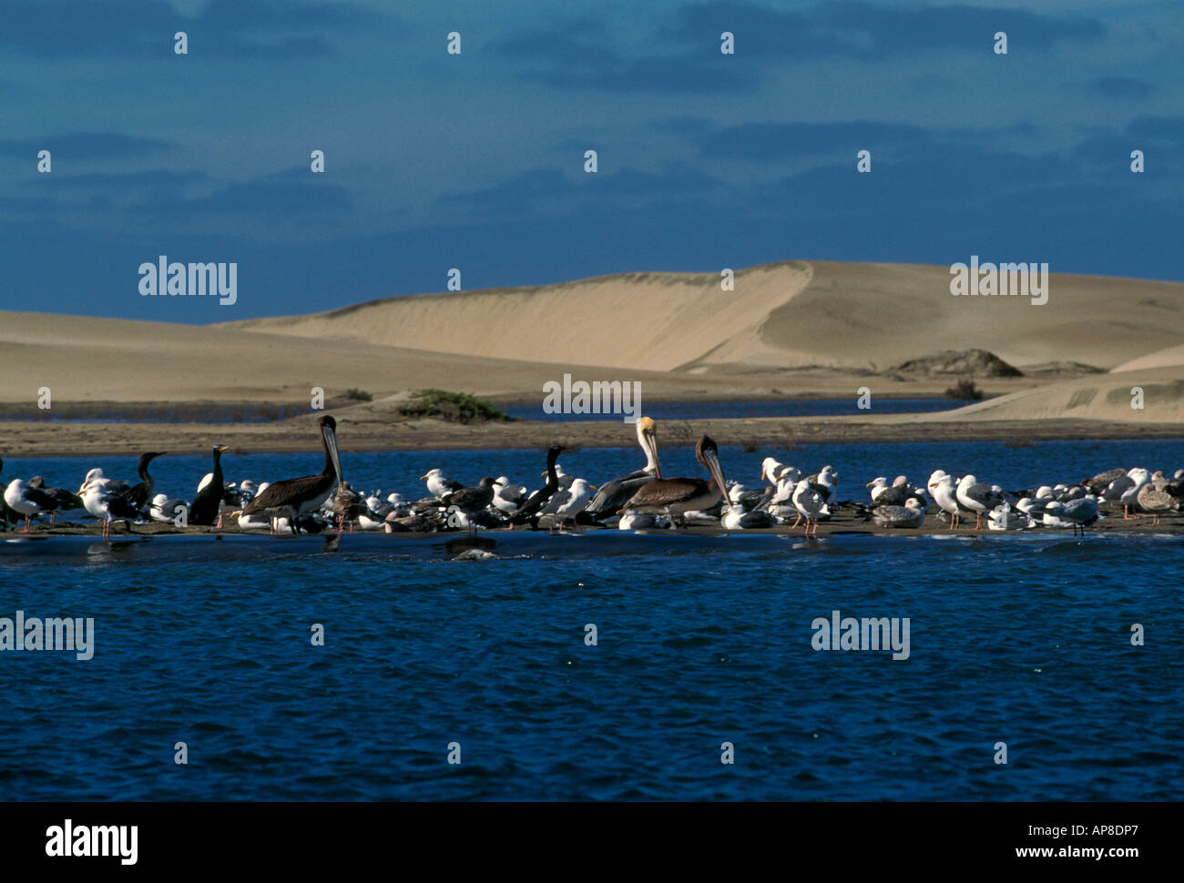 pelicans, cormorants, seagulls, seabirds, waterbirds, migratory birds, aquatic birds, wildlife, Magdalena Bay, Baja California Sur State, Mexico Stock Photo