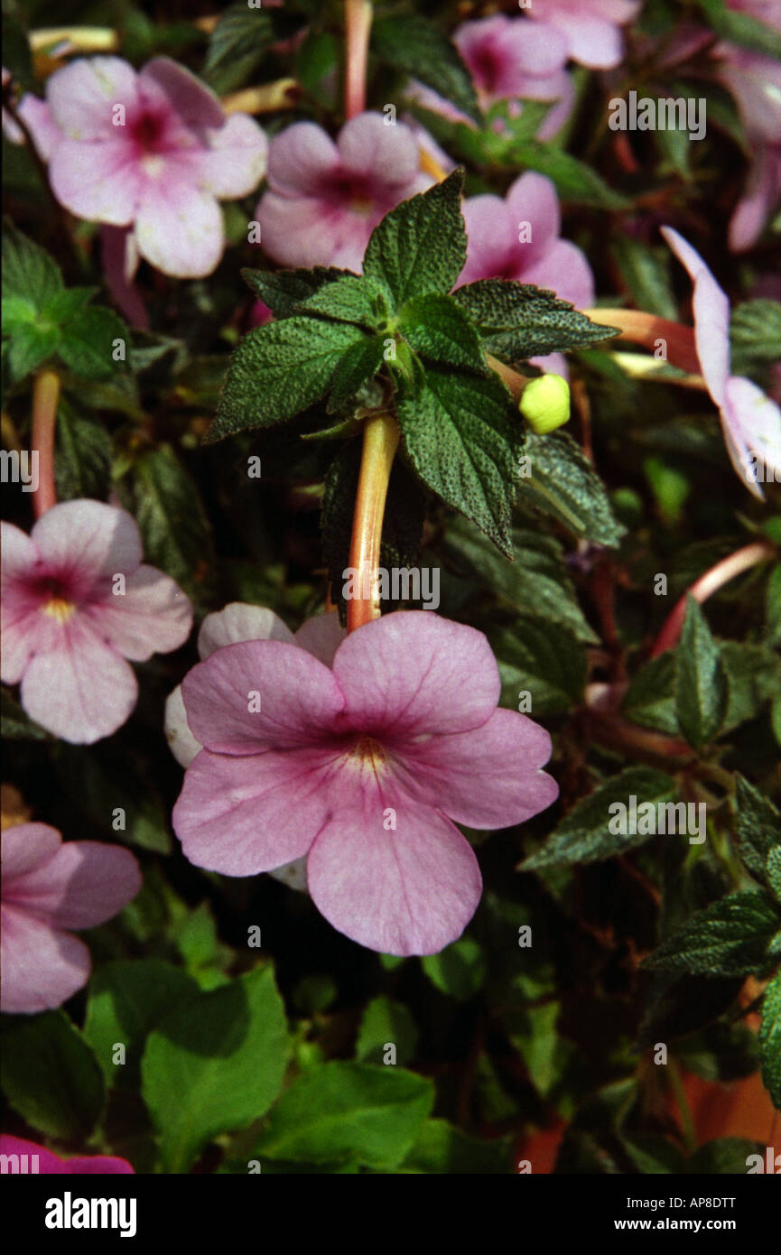 Flower of Achimenes Stock Photo