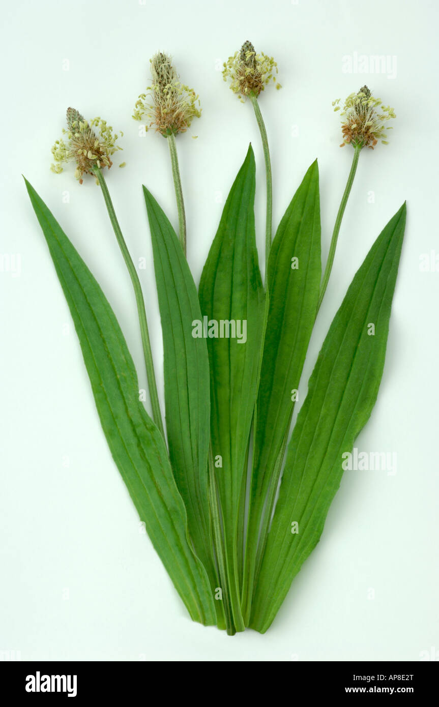 English Plantain Ribwort (Plantago lanceolata) leaves and flowers studio picture Stock Photo