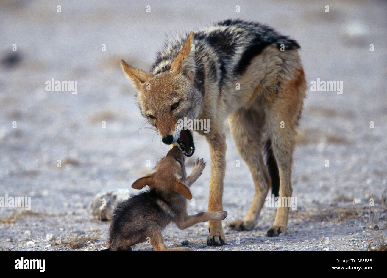 Jackal feeding its young ones hi Biology Diagrams