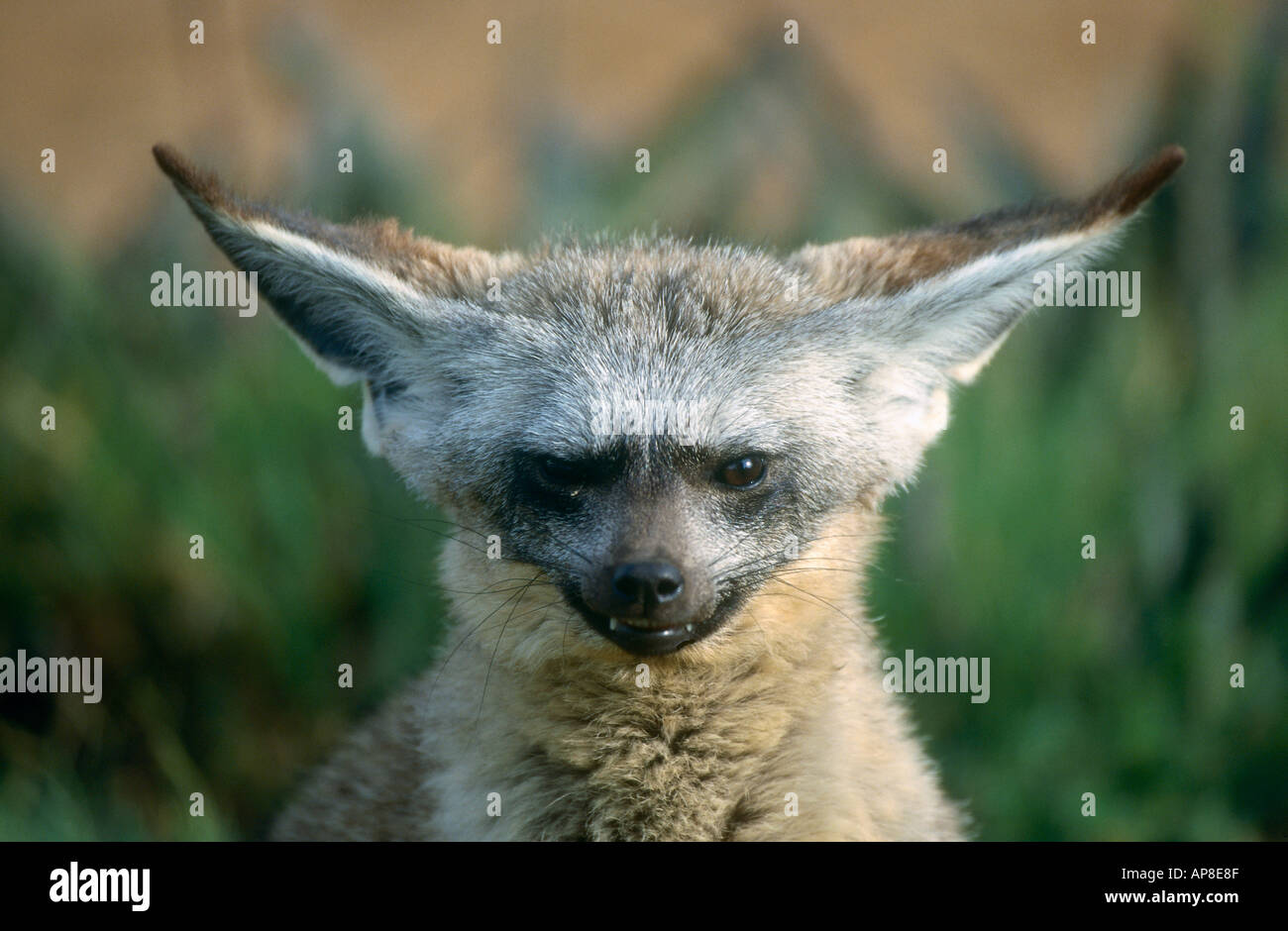 Close-up of Desert fox Stock Photo