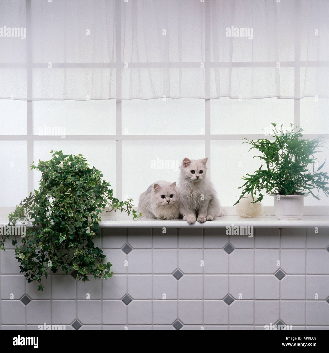 Two white persian cats on window board Stock Photo