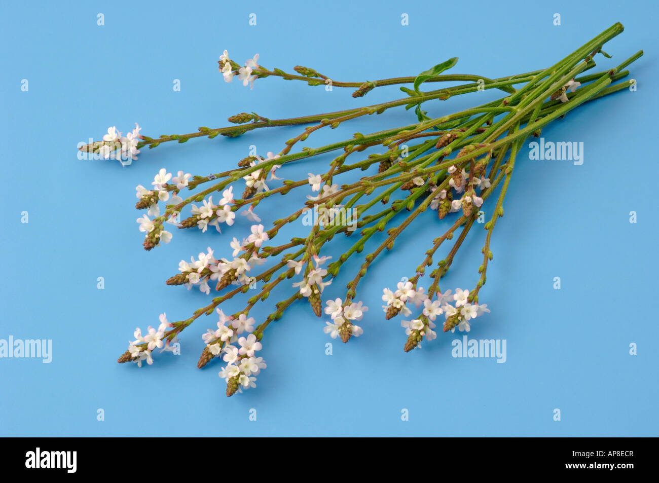 Common Vervain (Verbena officinalis) flowering stems studio picture Stock Photo