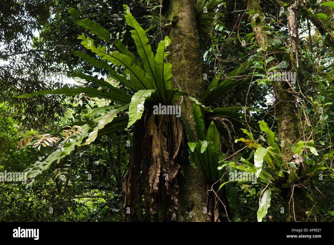 Birds Nest Fern Montagne Dambre National Park Madagascar