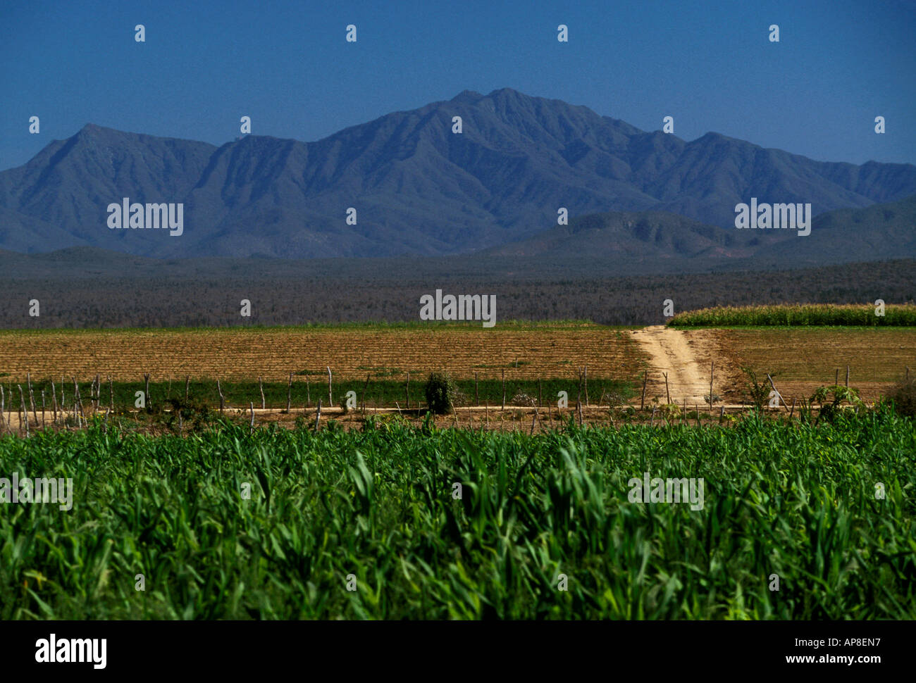 corn, cornfield, agriculture, crop, crops, cropland, Todos Santos, Baja