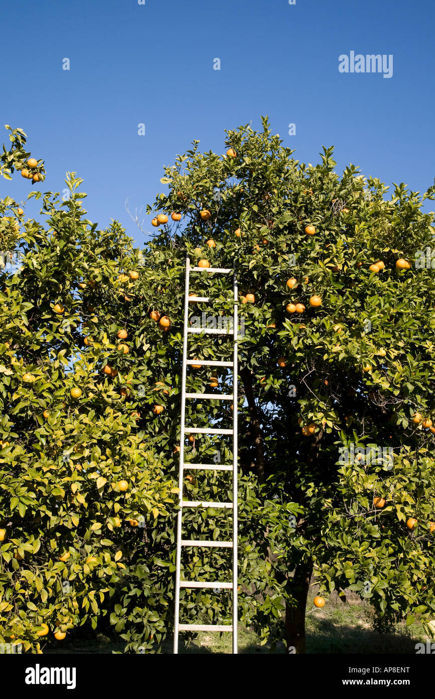 Aluminium Ladders High Resolution Stock Photography and Images Alamy