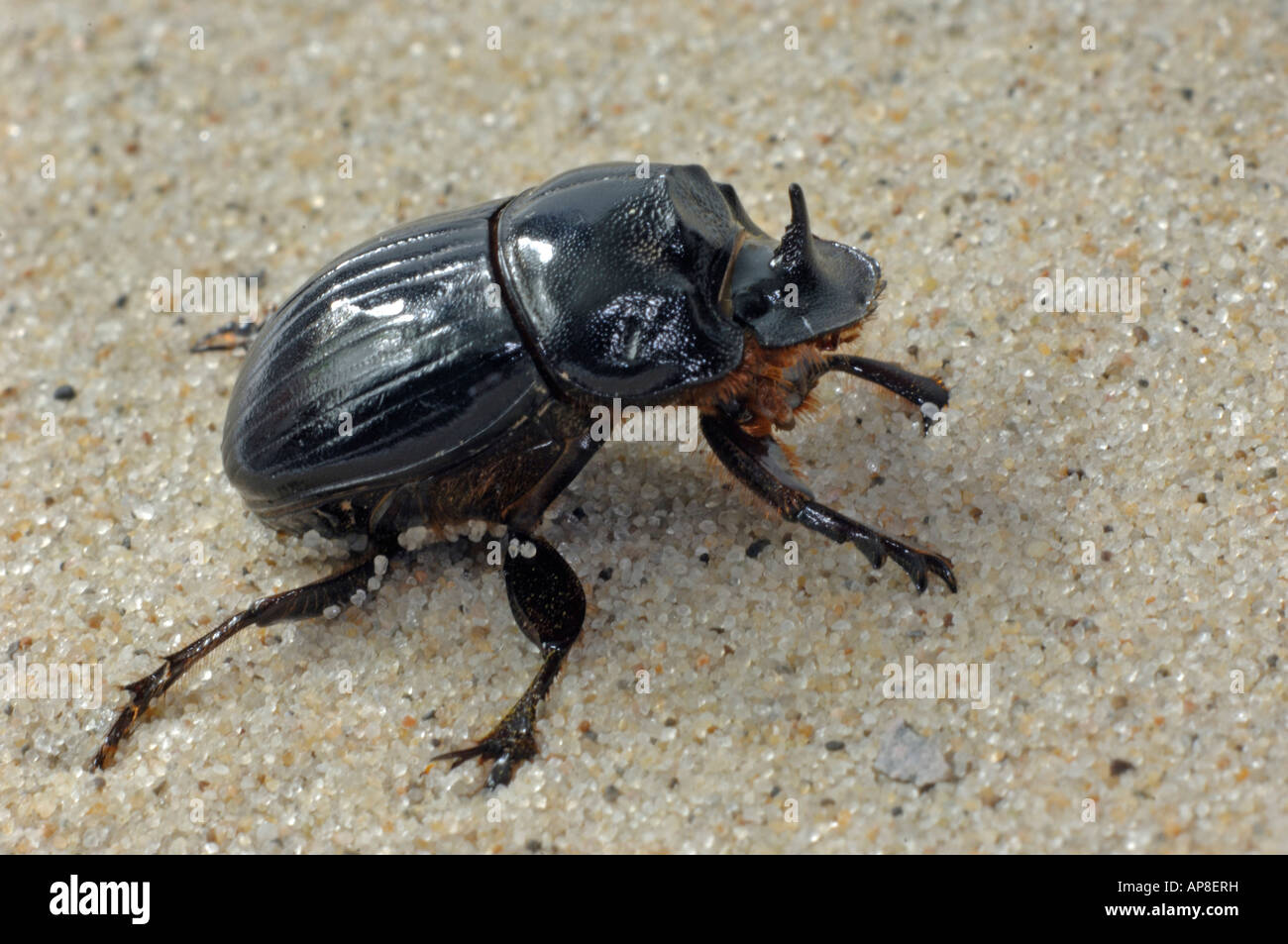 Horned Dung Beetle Tumblebug (Copris lunaris) on sand Stock Photo