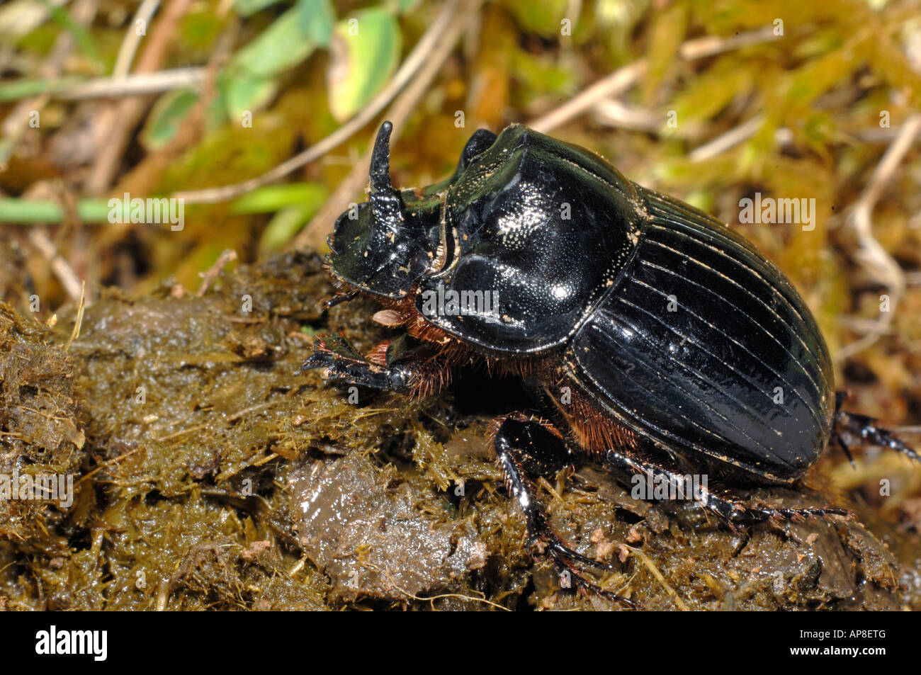 Horned Dung Beetle Tumblebug Copris lunaris male on sheep excrements Stock Photo