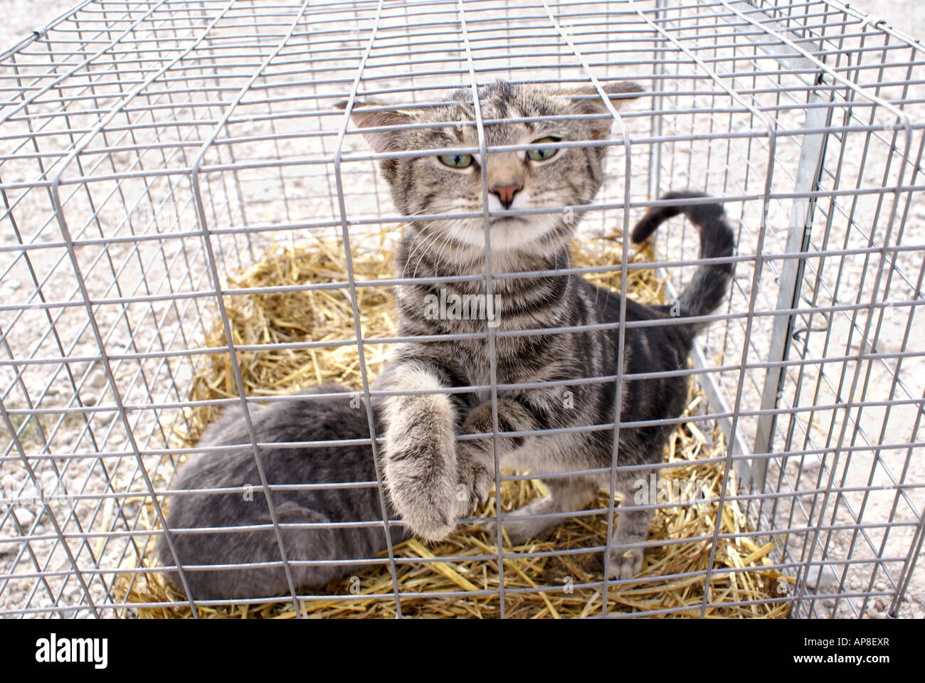 Caged Kittens Stock Photo