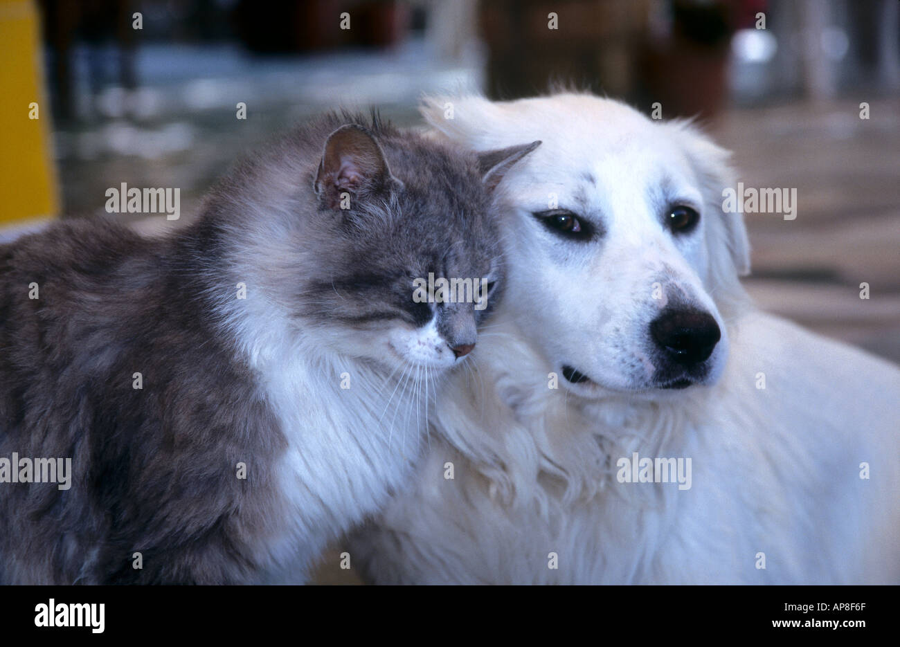Do Cats Cuddle Like Dogs