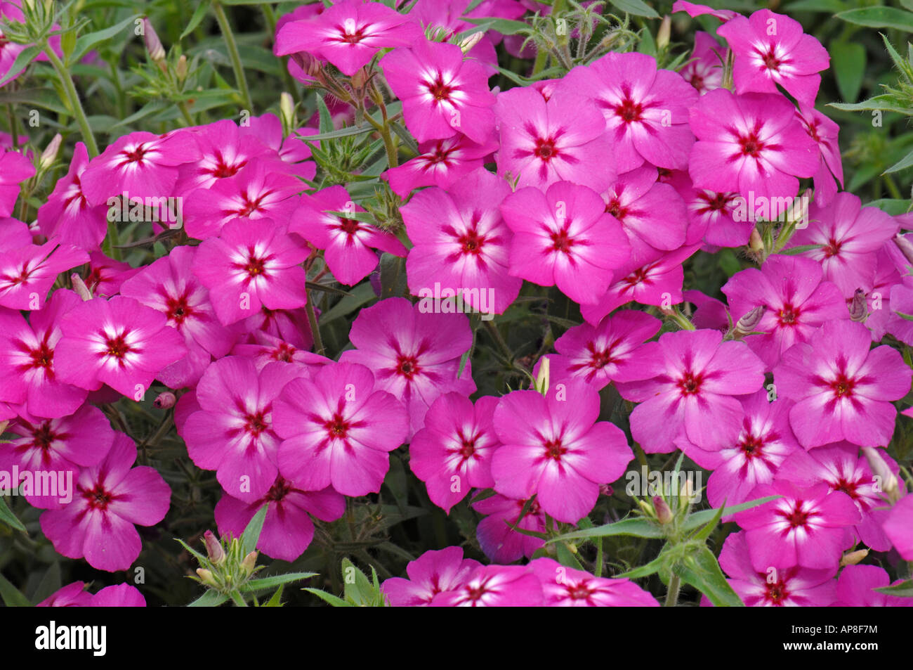 Annual Phlox (Phlox drummondii), var. Phoenix Purple, flowering Stock Photo