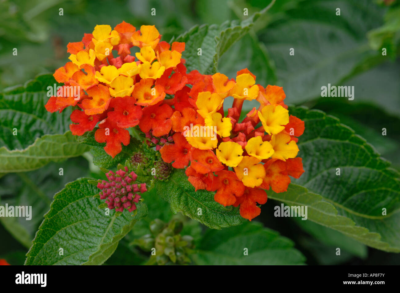 Lantana (Lantana camara), variety: Luxor Gelb, flowering Stock Photo
