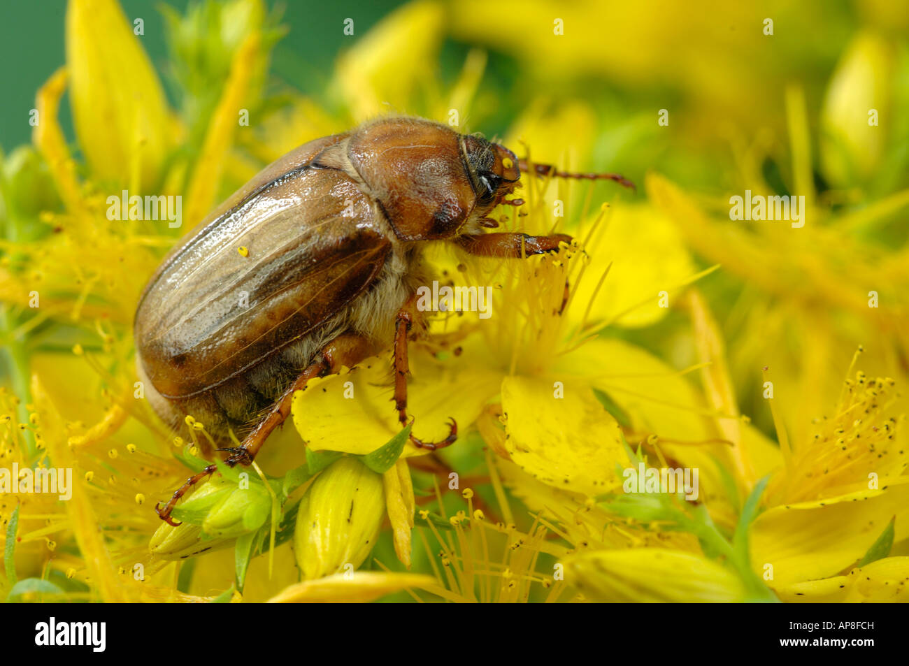 June Beetle June Bug (Amphimallon solstitialis Rhizotragus solstitialis) on St Johns Wort